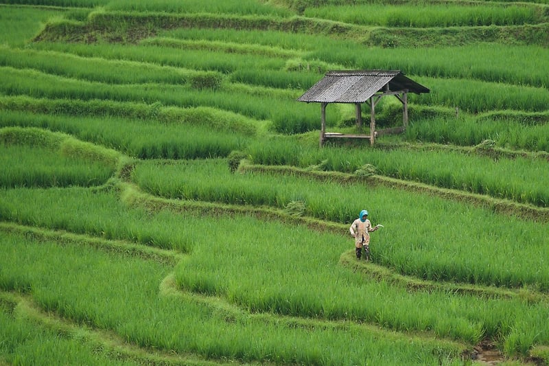 Farm-to-Table